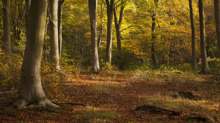 Autumn trees in woodland